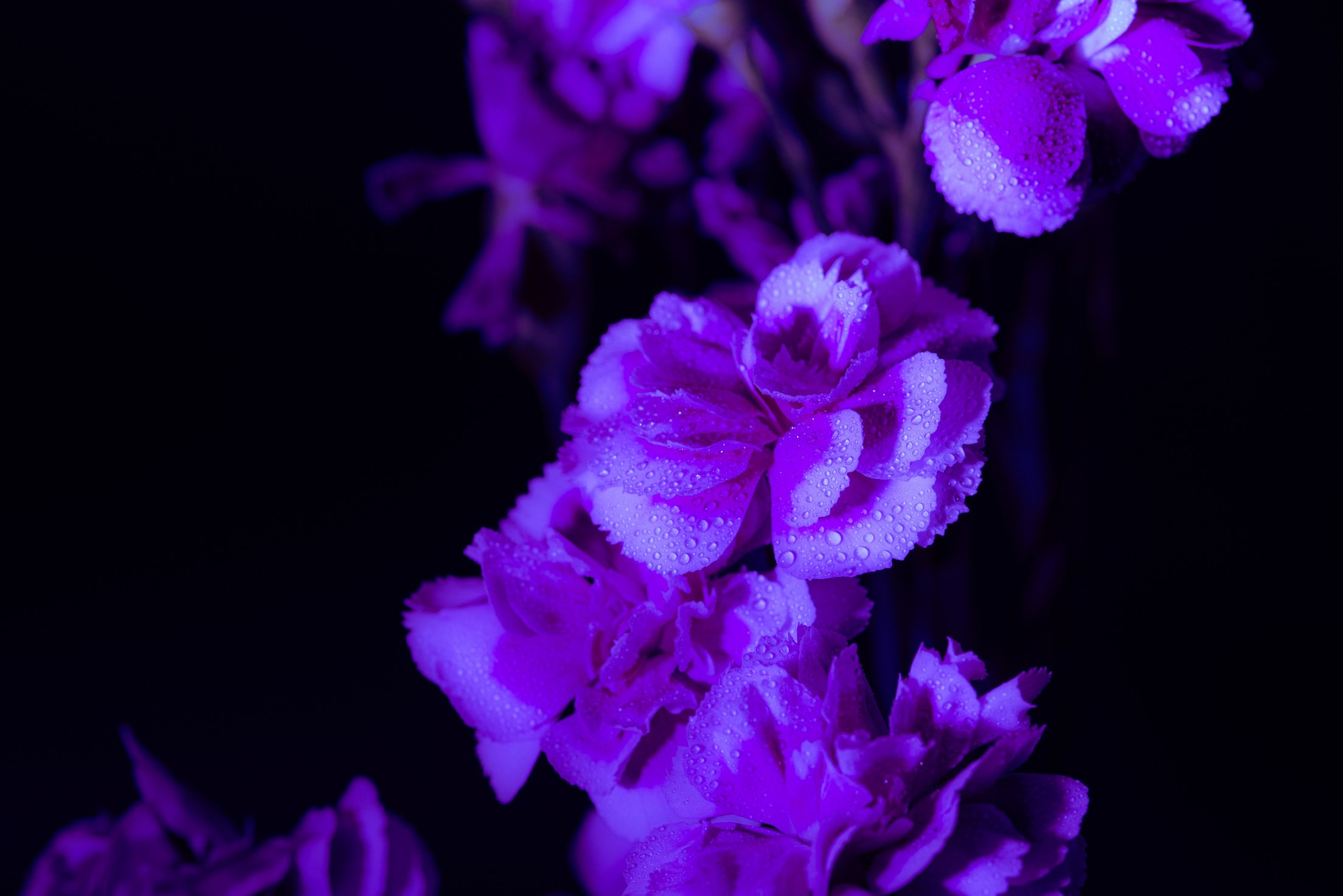 Blooming Neon Flowers